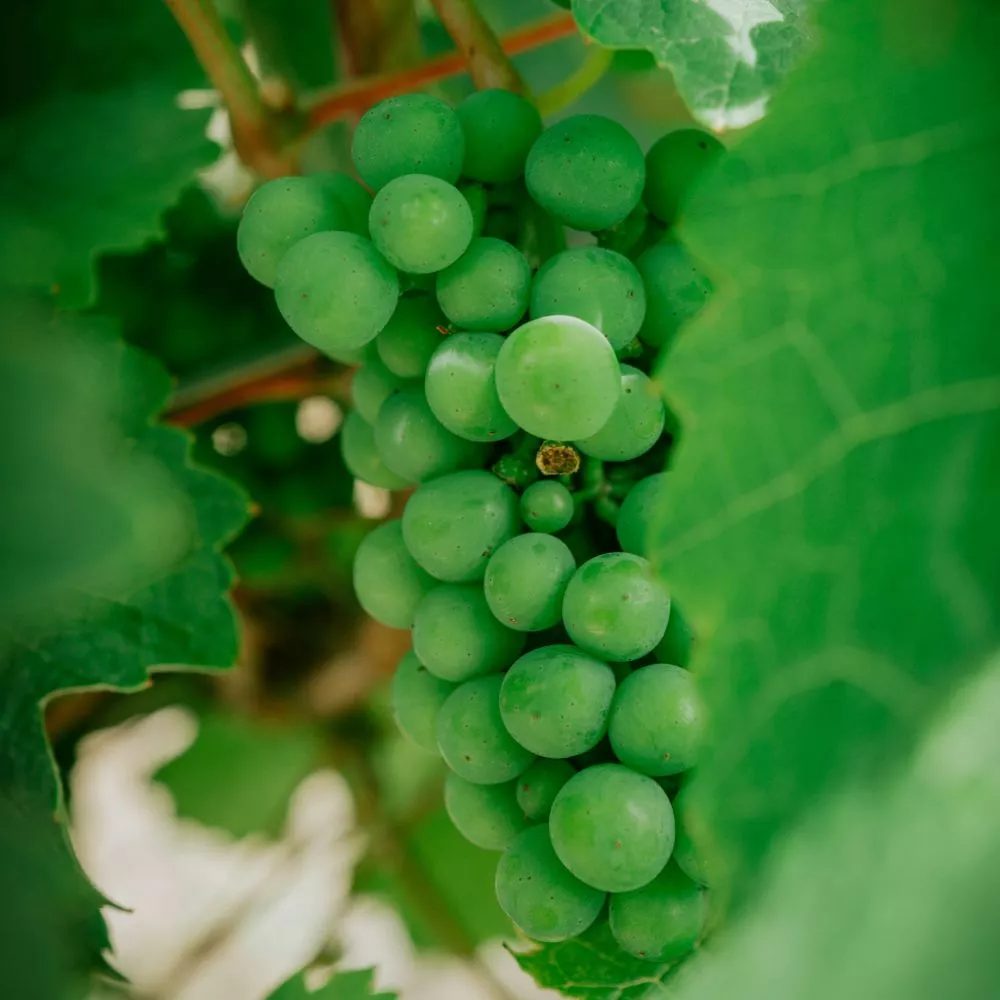 Dégustation de vin dans une cave de la Moselle